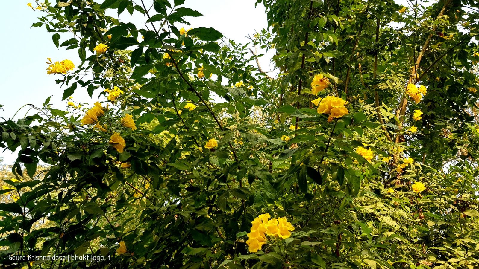  Varshana parikrama and preaching. 2019.12.10
